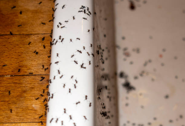 Best Cockroach Control Services  in La Crosse, KS